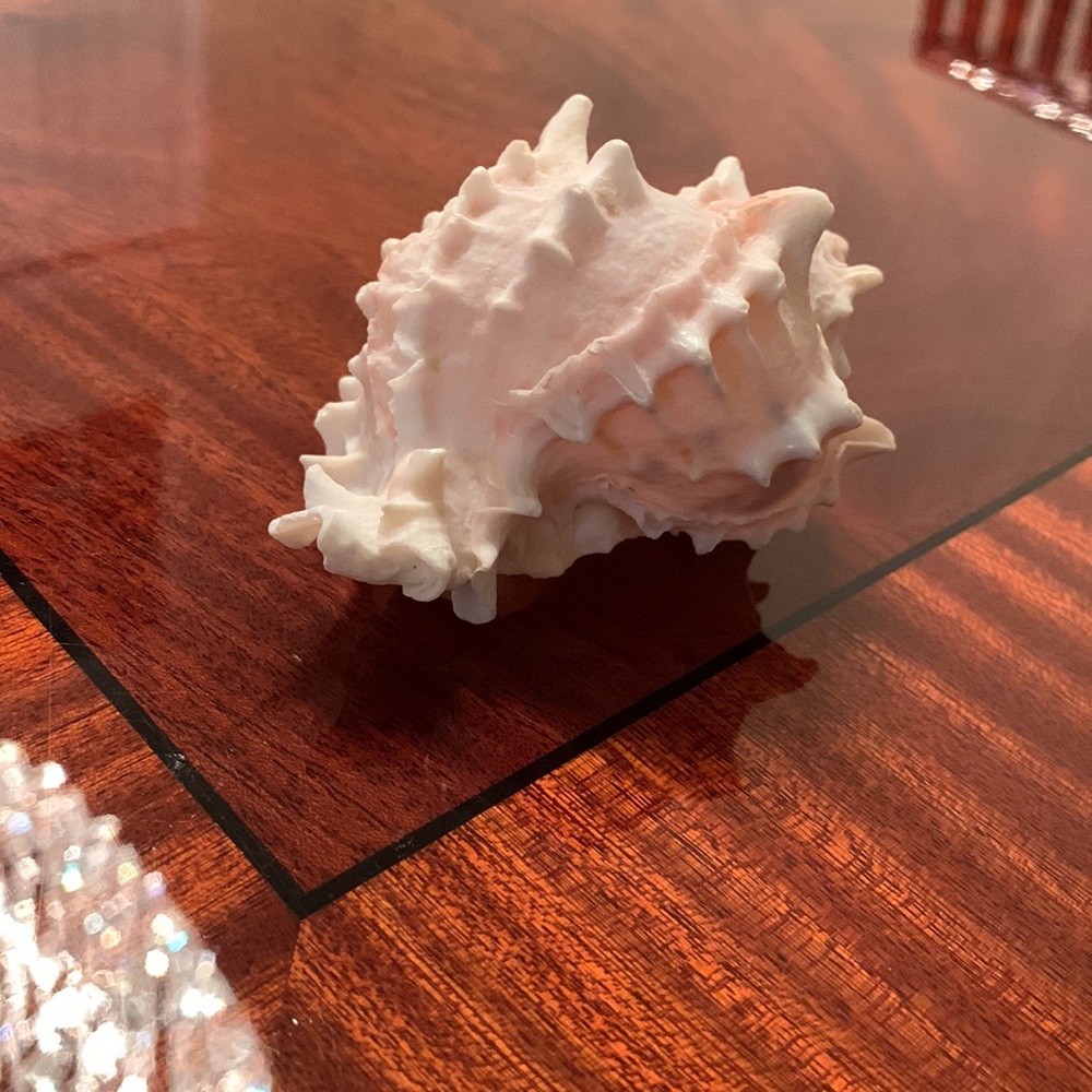 Seashell - Picture 3 of 4